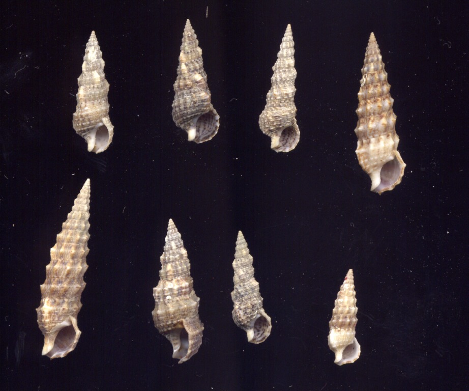 Cerithium protractum